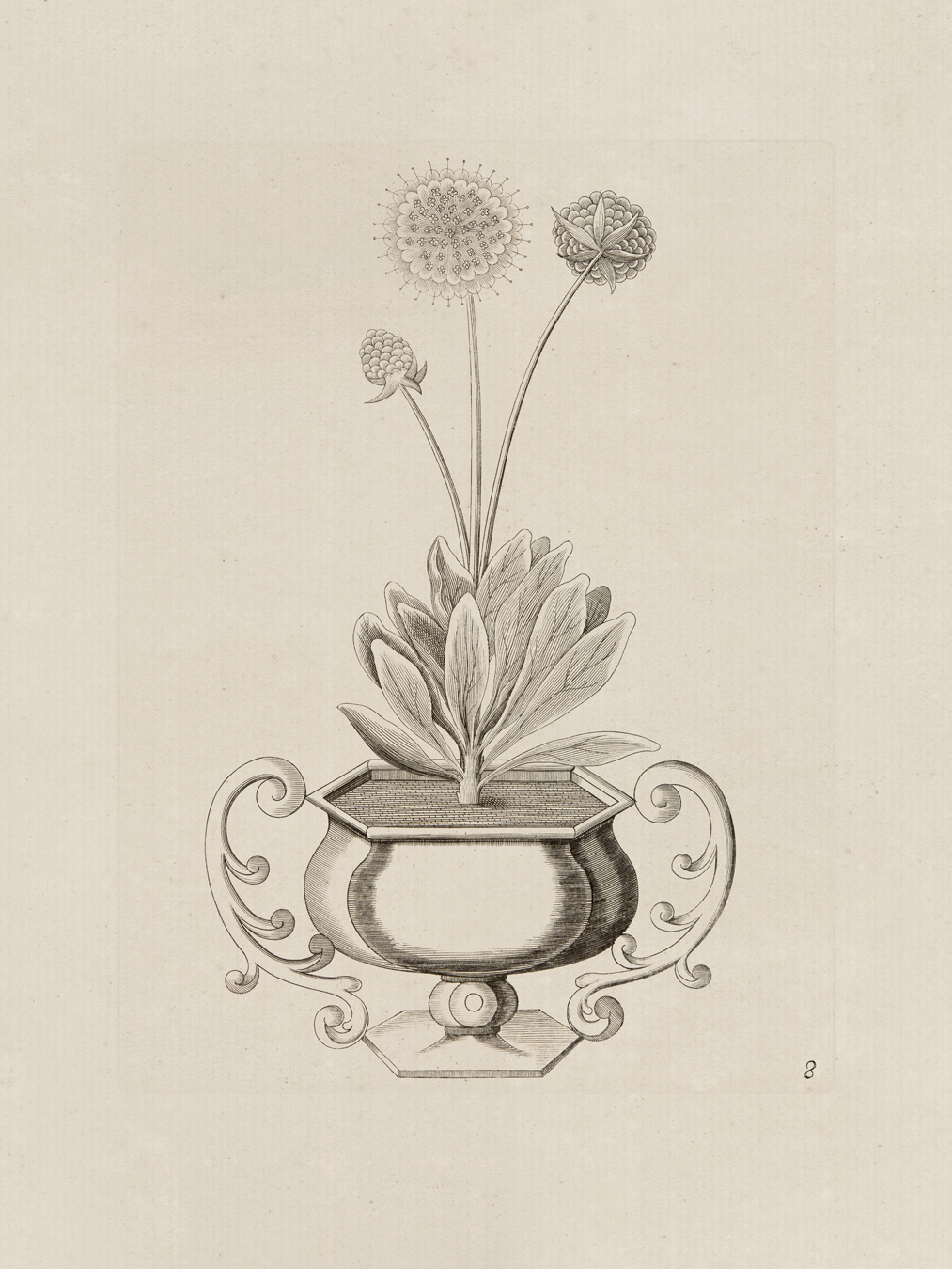 Besler Potted Plants